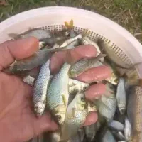 انواع بچه ماهی گرمابی|ماهی|آمل, |دیوار