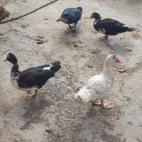 مرغ‌ و خروس برهما،مرغابی اسرائیلی|حیوانات مزرعه|ماهیدشت, |دیوار