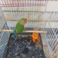 یک عددطوطی برزیلی|پرنده|لردگان, |دیوار