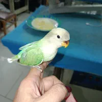 جوجه کوتوله برزیلی|پرنده|گلپایگان, |دیوار