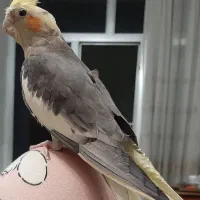 گمشده (عروس هلندی)|حیوانات|مبارکه, |دیوار