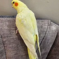 عروس هلندی ماده دستی|پرنده|ری, جوانمرد قصاب|دیوار