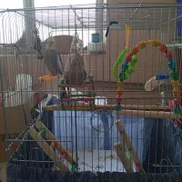 عروس هلندی|پرنده|یزد, |دیوار