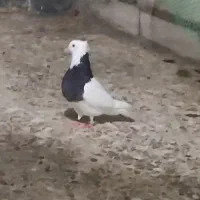 کبوترطوقی ماده