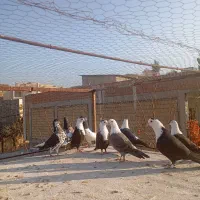 9 عدد کربلایی و خال افشون|پرنده|بجنورد, |دیوار