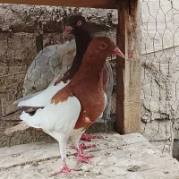 کبوترپلاکی نقش پرشی