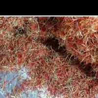 ریشه زعفران تمیز پر قرمزه