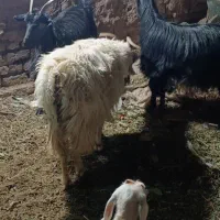 بز شیرا آبستن و زایده