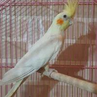 پرنده طوطی عروس هلندی|پرنده|قزوین, |دیوار