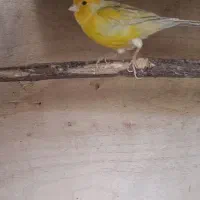 قناری ماده کاکلی|پرنده|چابهار, |دیوار