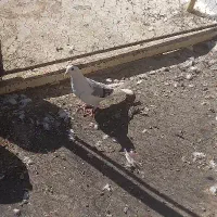 کفتر دم گیر و سینه ای|پرنده|خمینیشهر, |دیوار