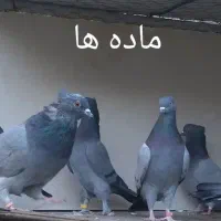 کبوتر پرشی|پرنده|نقده, |دیوار