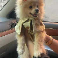 پامرنرشرایط نگهداری ندارم|سگ|قائمشهر, |دیوار