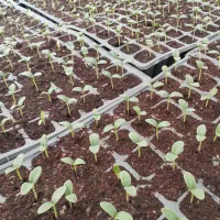 بوته خیار ناگین گلخانه‌ای
