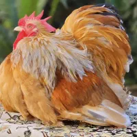 مرغ و خروس تزینی