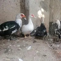 حراج فوری اردک اسراییلی بالغ به دلیل نقل مکان|حیوانات مزرعه|امیرکلا, |دیوار