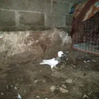 کبوترطوقی... دو جفت طوقی برایه فروش