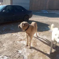 واگذاری پژدر چهار ساله