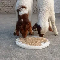 بره عراقی اصیل