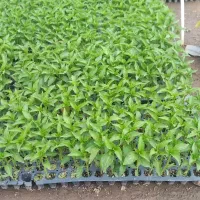 نشاء|خدمات باغبانی و درختکاری|چهارباغ, |دیوار