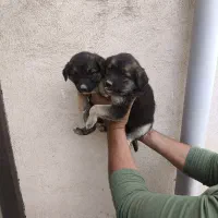 توله سگ نگهبان