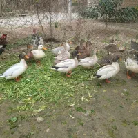 اردکهای پروازی