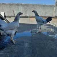 مرغ و خروس نژاد برهما لاری  بلدرچین تخمگزار