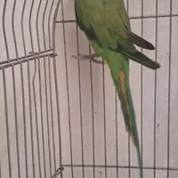 طوطی سبز ملنگو