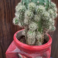 گل کاکتوس بزرگ  پر بچه