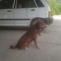 سگ نژاد دار پیت بول گرگی .سگ عظلانی فقط 5