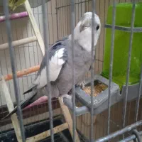 عروس هلندی نر ماده جفت خورده