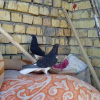 کبوتر|پرنده|فسا, |دیوار