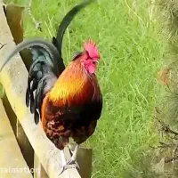 فروش خروس خونگی گلپایگانی
