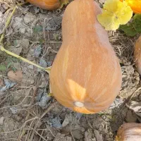 فروش کدو هلوای