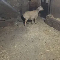 یه عدد میش چاق درجه یک یک