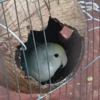 پا کوتاه برزیلی|پرنده|کهریزک, |دیوار