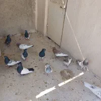 کفتر کله وسینه|پرنده|شیراز, پانصد دستگاه ارتش|دیوار