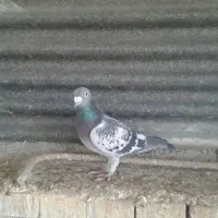 ویگن .