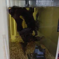 آکواریوم Delsa|ماهی|مشهد, فاطمیه|دیوار