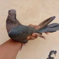 کبوتر سرکه ای چشم و نوک سفید|پرنده|باغ بهادران, |دیوار