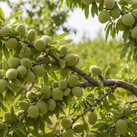 مرکز فروش گردو وبهترین نهال‌ها با کیفیت و مناسب|خدمات باغبانی و درختکاری|تبریز, |دیوار