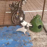 کفتر خوشکل خوش استایل|پرنده|کرمان, |دیوار