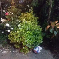 فروش شمشاد وسیکاس‌