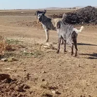 سگ گله|سگ|سردرود, |دیوار