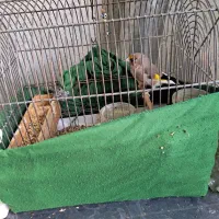 پرنده|پرنده|گرگان, |دیوار