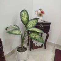 دیفن