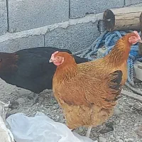 مرغ خروس لامرد