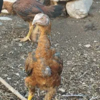 اصیل زیر مرغی. کنسول بازی