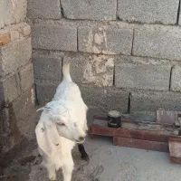 گتاچ دوقلو زا نسل دار زیر قیمت بازار|حیوانات مزرعه|ایرانشهر, |دیوار