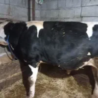 فروش‌سیمنتال‌نر